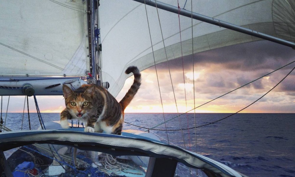 Amelia the Tropicat: Sometimes love is letting go <3 Amelia the Tropicat: Sometimes love is letting go <3